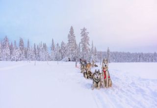 Husky safari Rovaniemi