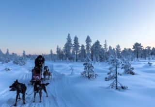 Husky safari Rovaniemi