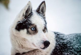 Husky safari Rovaniemi