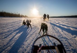 The Siberian Husky is a medium size working dog breed that originated in Northeast Asia The Siberian Husky is a medium size working dog breed that originated in Northeast Asia