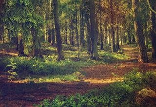 Lappish Forest Lappish Forest