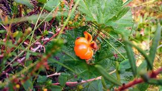 Cloudberry Cloudberry