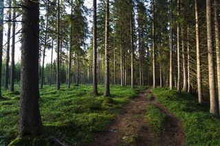 Easy hiking trail in 1 hours from Rovaniemi Easy hiking trail in 1 hours from Rovaniemi
