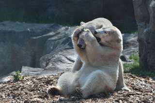 Polar Bear in Ranua Zoo Polar Bear in Ranua Zoo