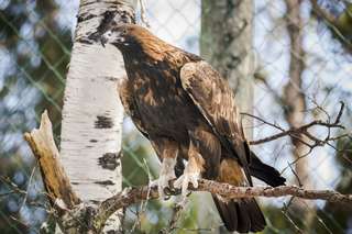 Golden eagle Golden eagle