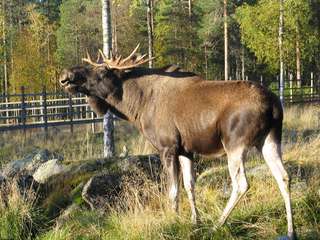 Elk Summer Ranua Elk Summer Ranua