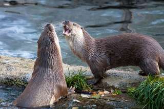 Otter Ranua Otter Ranua