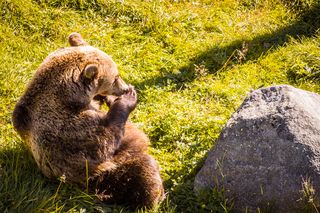 Brown bear Brown bear
