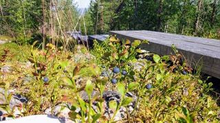 Bilberry Bilberry