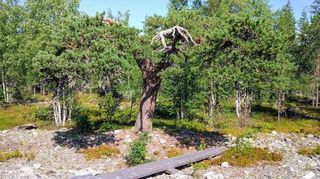 Summer in Lapland Summer in Lapland