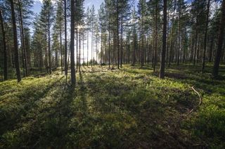 Sunlight in Lapland Sunlight in Lapland