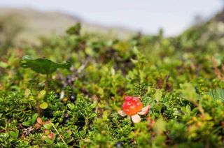 Cloudberry Cloudberry