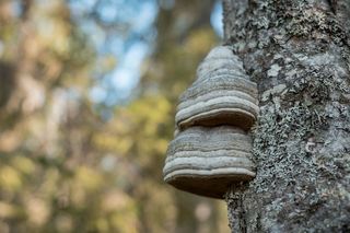 Chaga mushroom Chaga mushroom