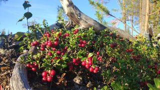 Cranberry Cranberry