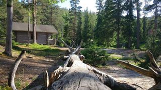 Fallen tree Fallen tree