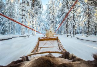 Arctic animals in Rovaniemi Arctic animals