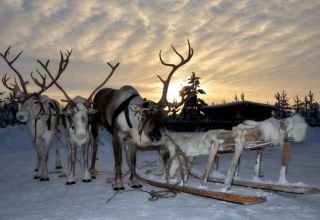 Visit a husky kennel and reindeer farm and learn about their habits and Lappish culture Visit a husky kennel and reindeer farm and learn about their habits and Lappish culture