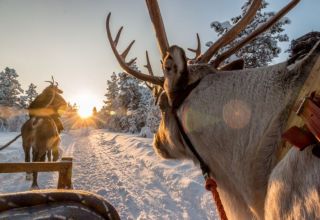 Reindeer and husky safari Reindeer and husky safari