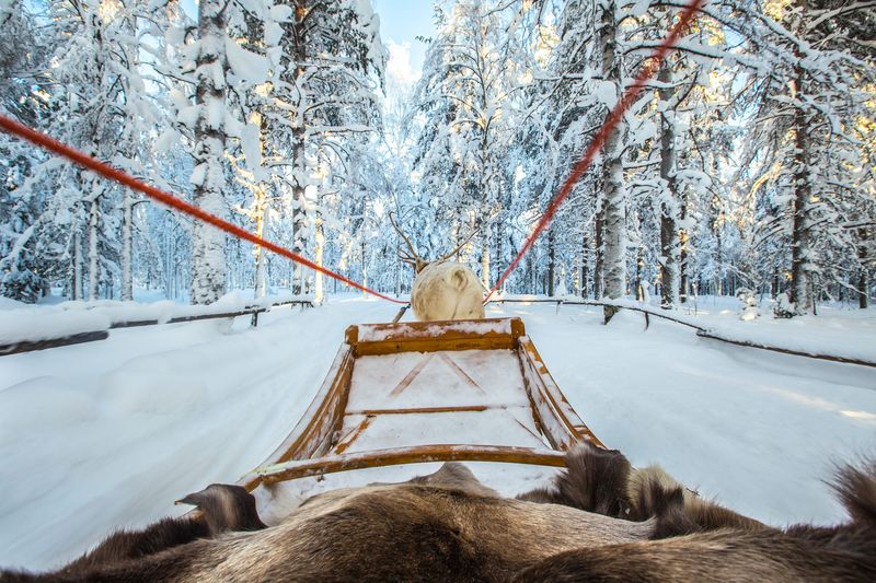 Reindeer safari Rovaniemi Reindeer safari Rovaniemi