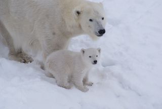 Polar Bear Ranua Polar Bear Ranua