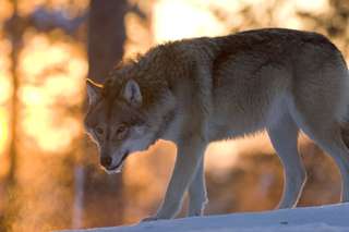 Grey wolf in Ranua wild-life park Grey wolf in Ranua wild-life park