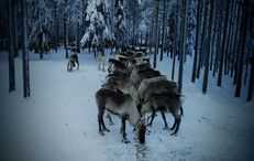 Reindeers Reindeers