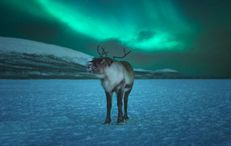 Northern Lights & reindeer Northern Lights & reindeer