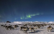Aurora Borealis by Reindeer sleigh Aurora Borealis by Reindeer sleigh