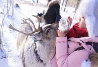 Arctic animals in Rovaniemi Arctic animals