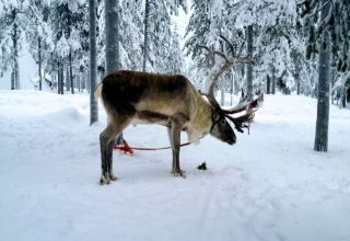 Rangifer tarandus Rovaniemi Rangifer tarandus Rovaniemi