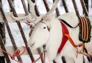 The Finnish forest reindeer The Finnish forest reindeer