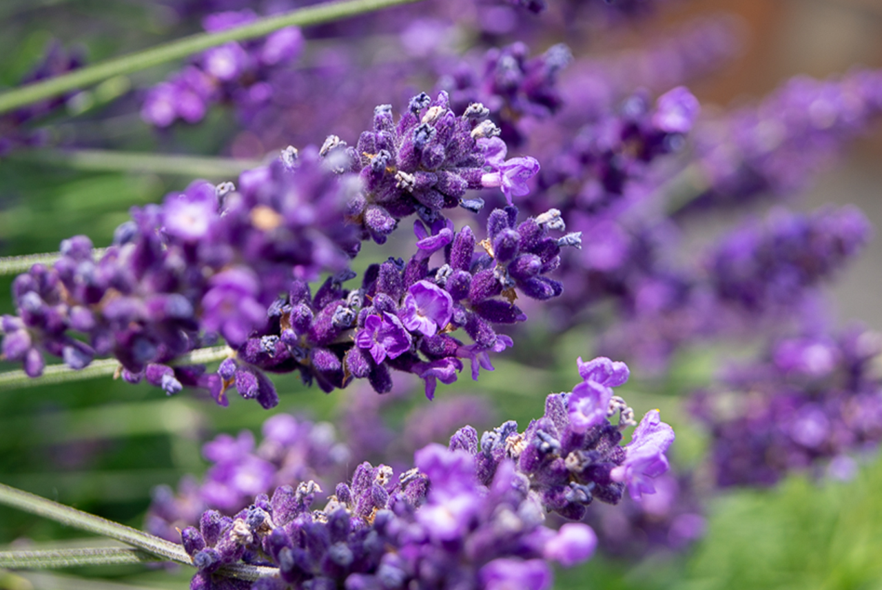MUNDART Sirup, Lavendel vom Fuße des Mont Blanc