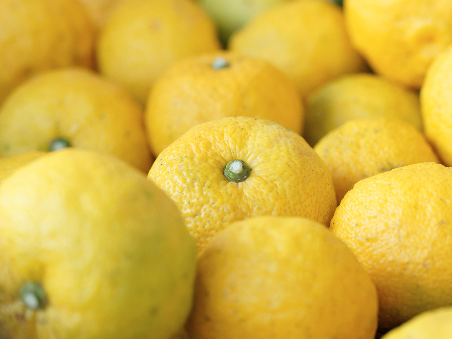 Yuzu