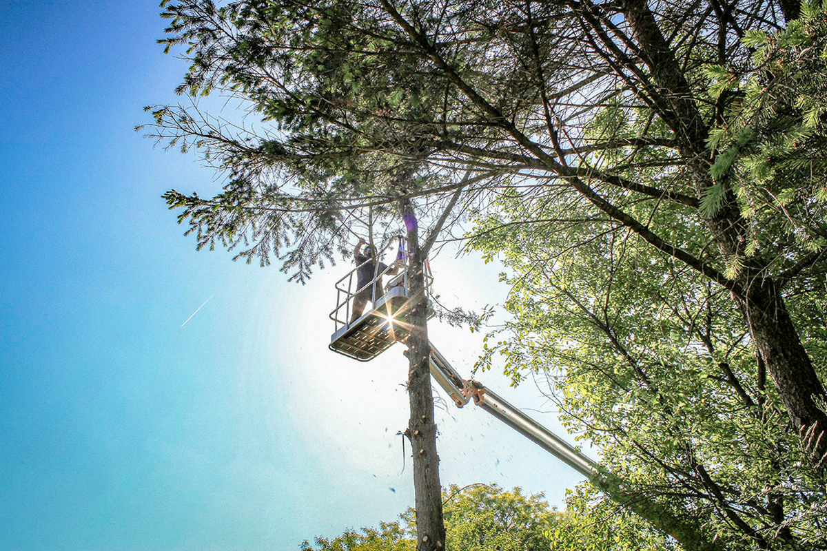 Tree Services | Coatesville | The Tree Connection