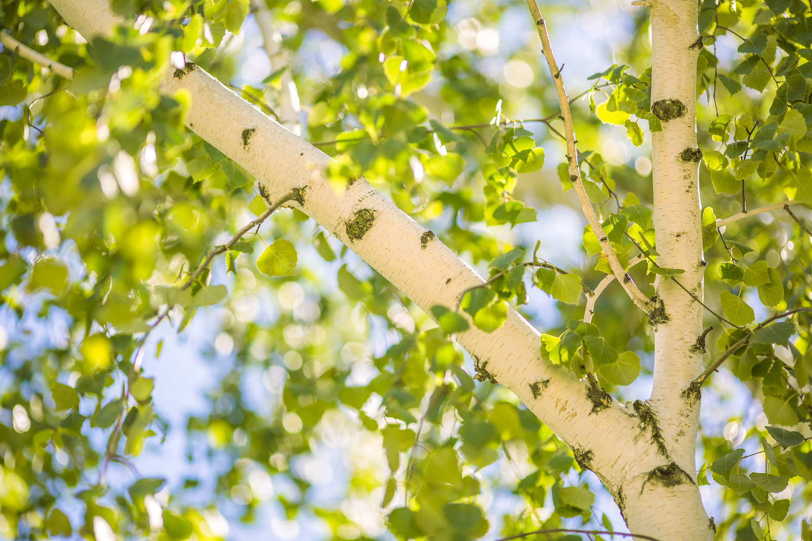 Seek refuge from congestion due to birch trees this spring!