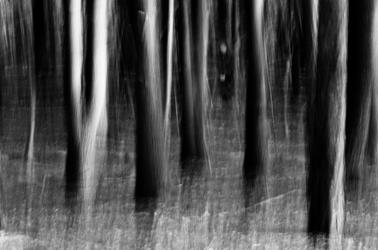 What does paranoid schizophrenia look like?