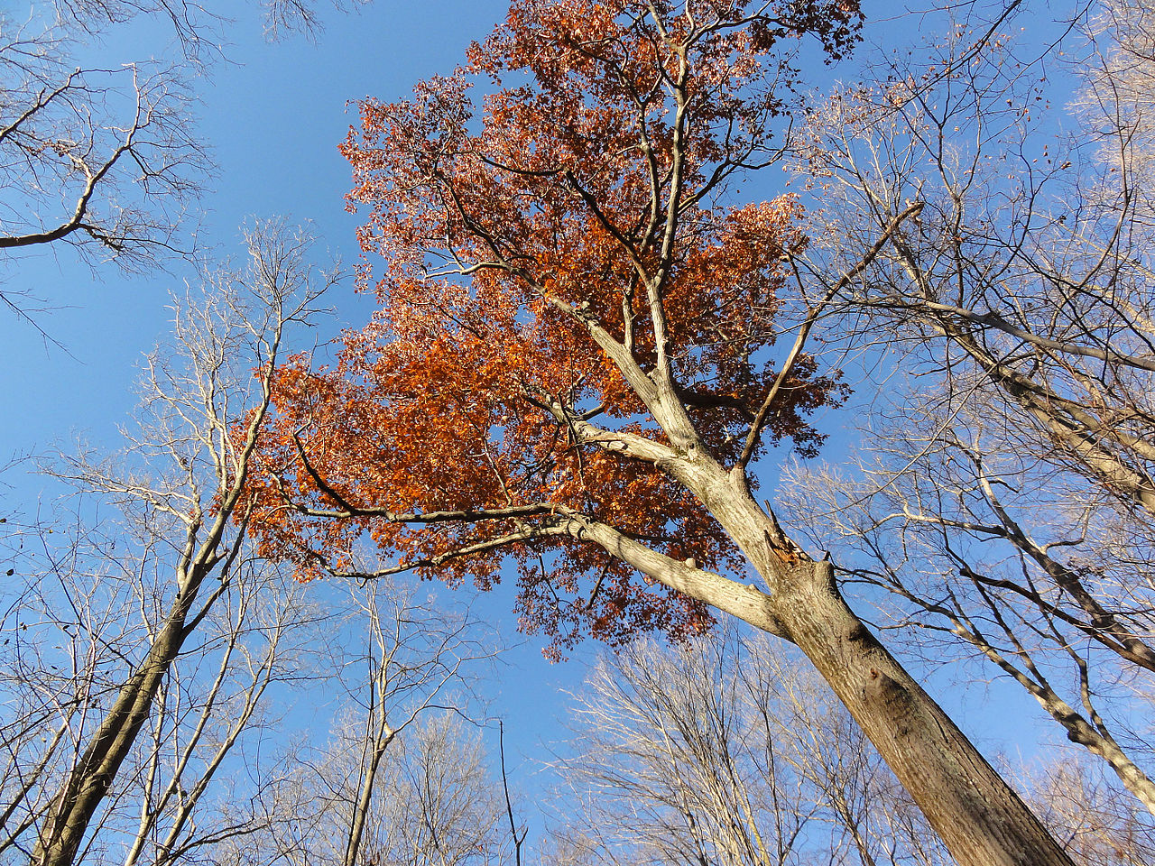 Red oak