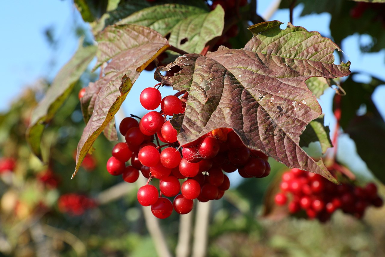 American High Bush Cranberry