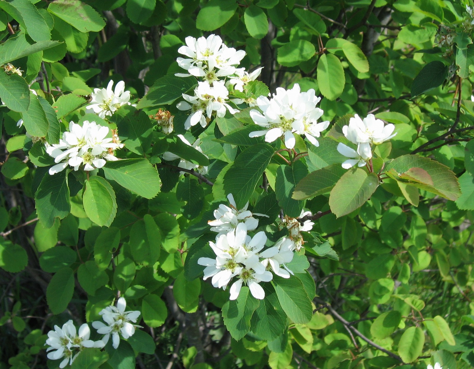 Saskatoon (Serviceberry) seedling
