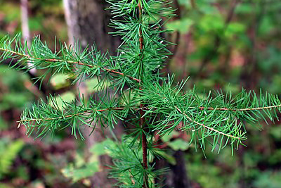 Tamarack seedling