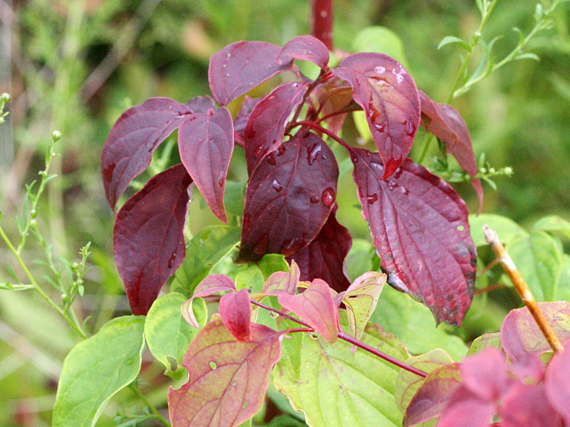 Red Osier Dogwood seedling