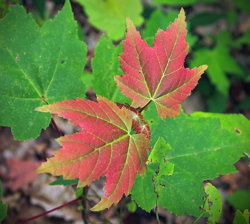 Red Maple seedling