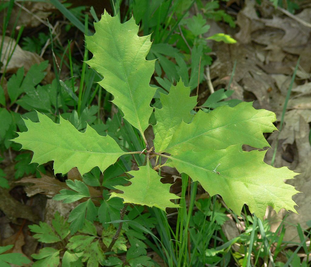 Red Oak seedling