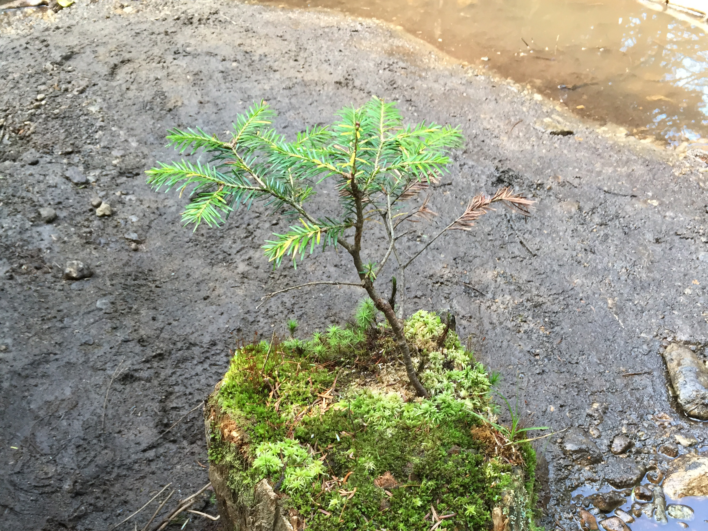 Balsam fir seedling