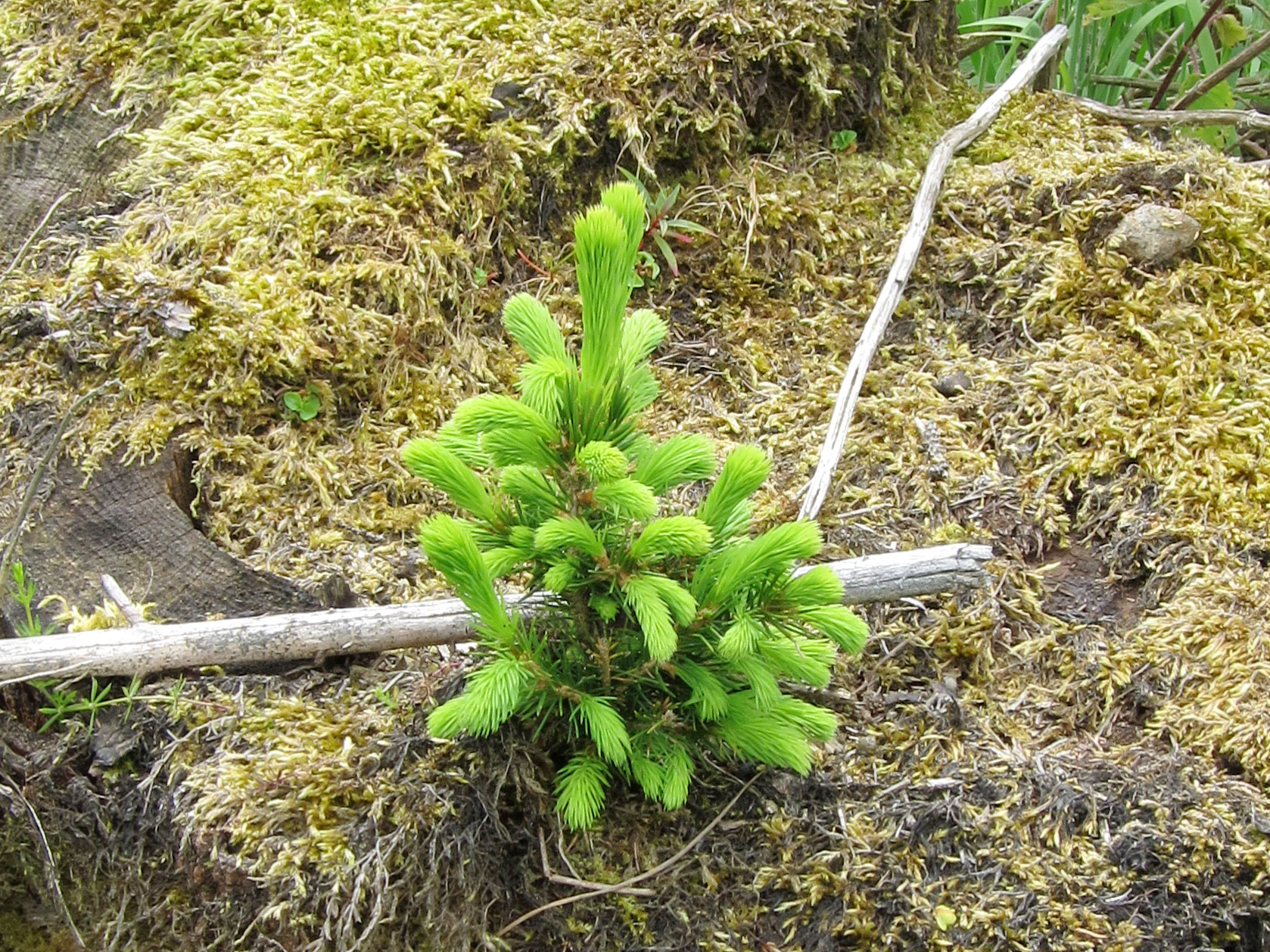 Norway spruce seedling