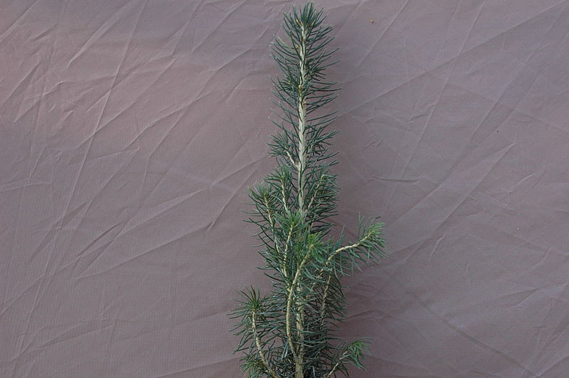 White spruce seedling