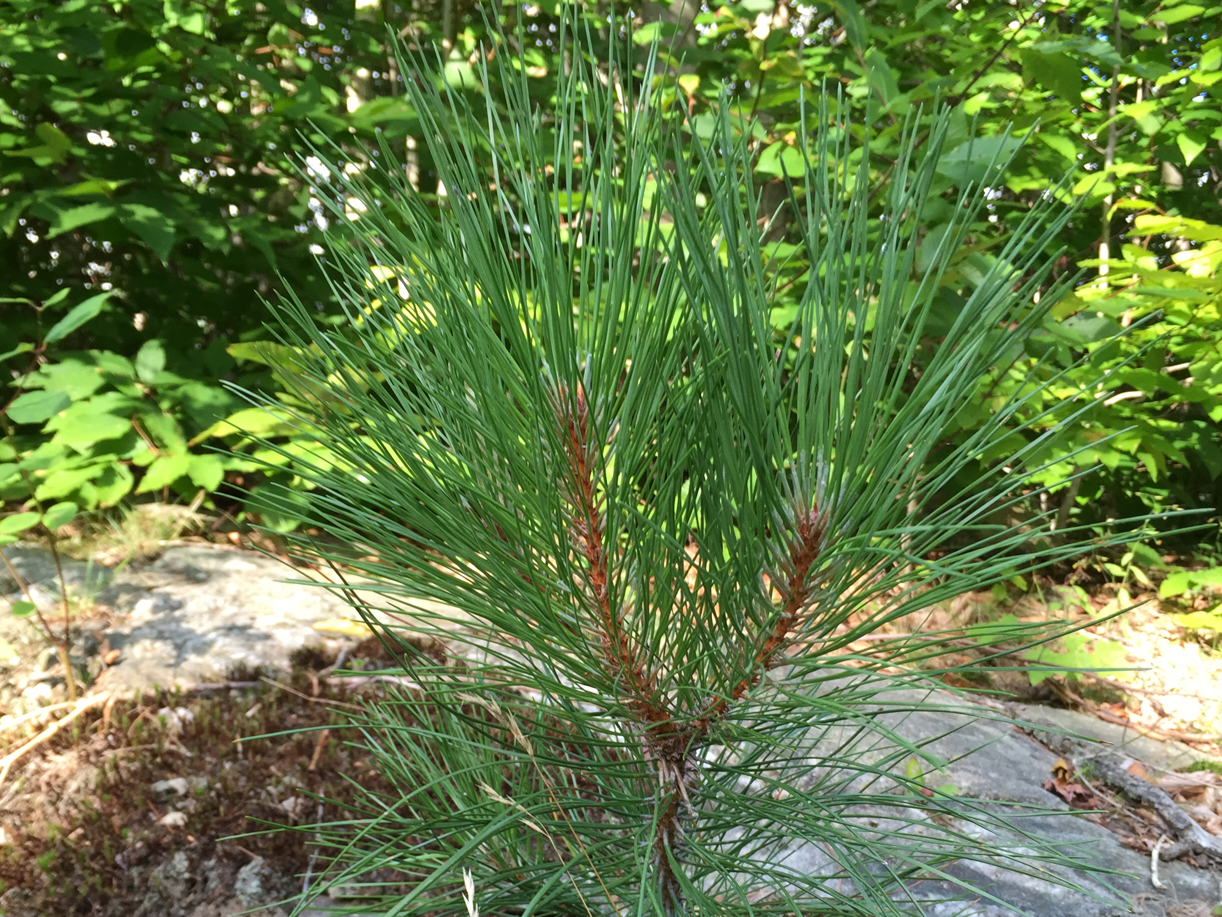 Red Pine seedling