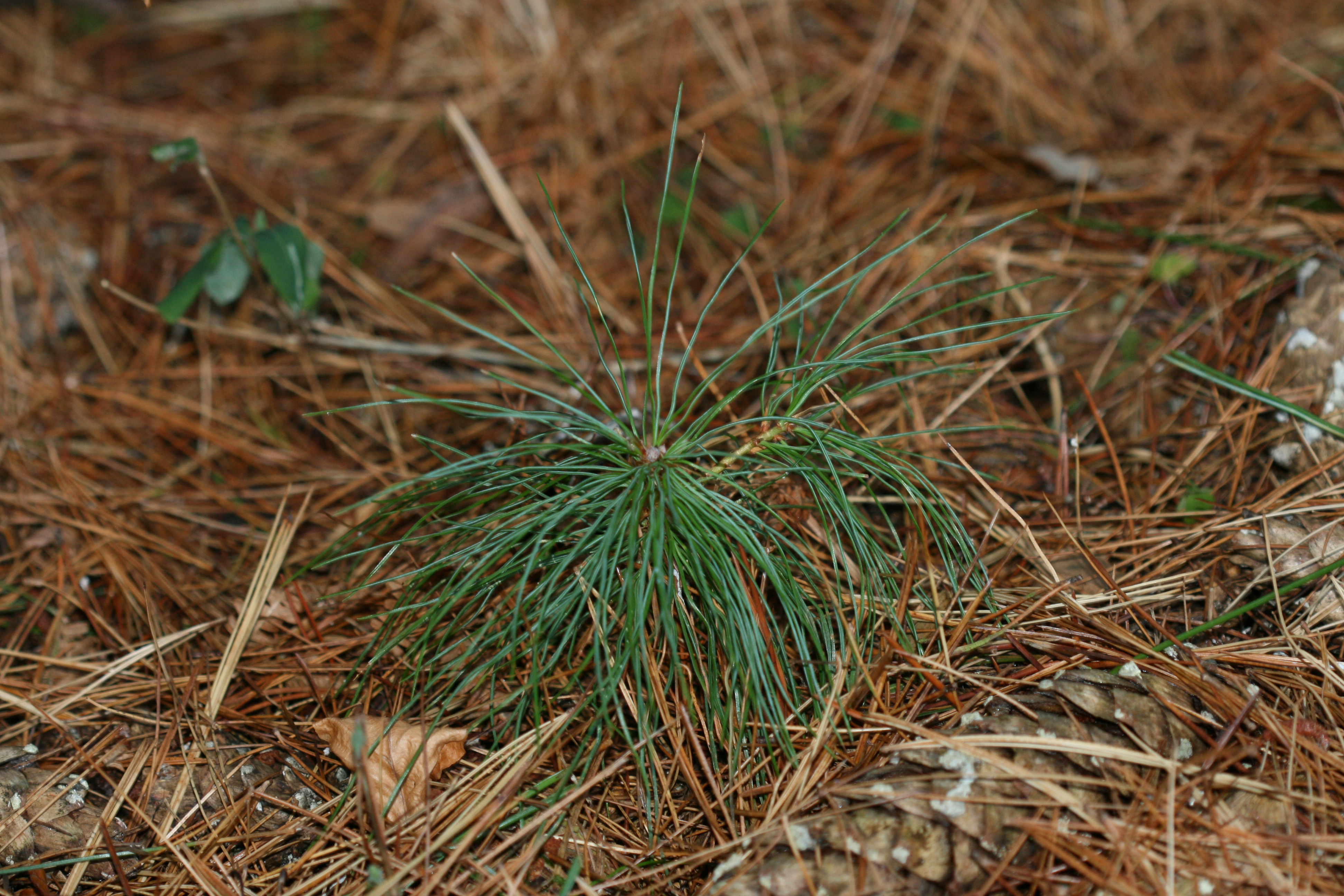 White pine seedling