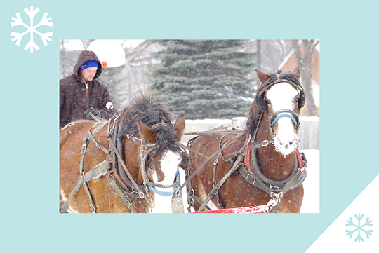 Horses in the winter on a blue background with snowflakes