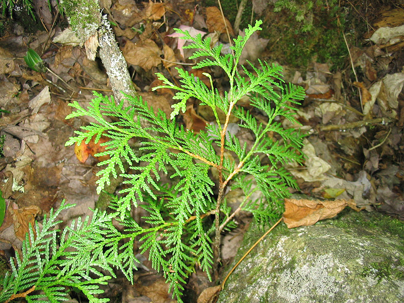White cedar seedling